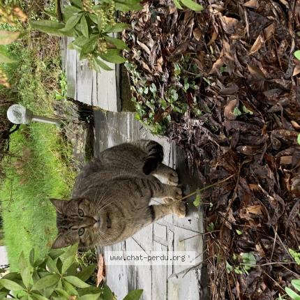 Photo 1/1 Chat trouvé Trouvé à Pace