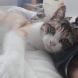 Photo de chat perdu à Villemur Sur Tarn