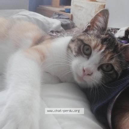 Photo 1/1 SAKURA Chat perdu à Villemur sur tarn