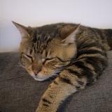 Photo de chat perdu à Saint Martin Du Puy