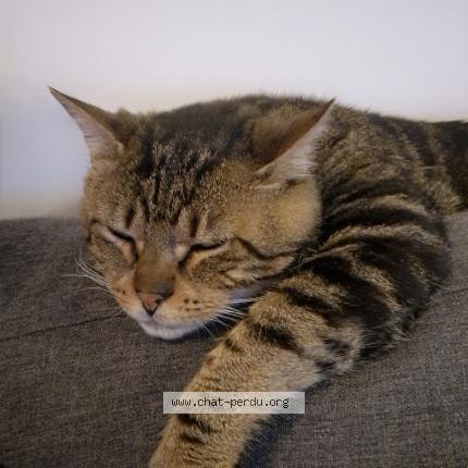 Photo 1/1 Onyx Chat perdu à Saint martin du puy