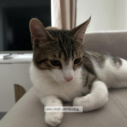 Photo 1/1 Kiki Chat perdu à Montegne