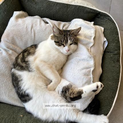 Photo 1/1 Le Boss Chat perdu à Nimes