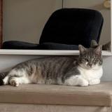 Photo de chat perdu à Migne Auxances