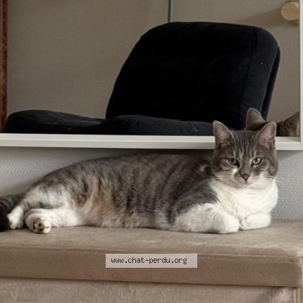 Photo 1/1 Rina Chat perdu à Migne auxances