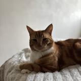 Photo de chat perdu à Gasny