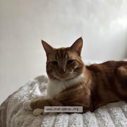 Photo 1/1 Simba Chat perdu à Gasny
