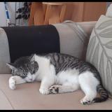 Photo de chat perdu à Deols