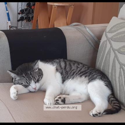 Photo 1/1 Billy Chat perdu à Deols