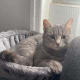 Photo de chat perdu à Anse