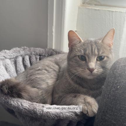 Photo 1/1 Pera Chat perdu à Anse