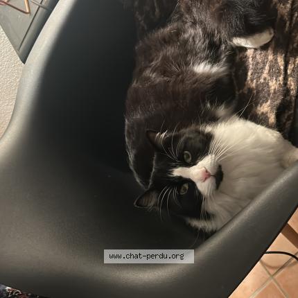 Photo 1/1 Chat retrouvé Perdu à Le muy