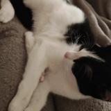 Photo de chat perdu à Saint Michel