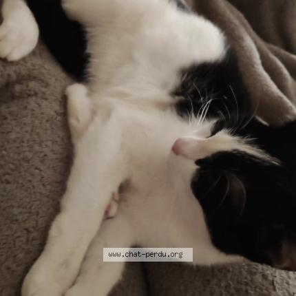 Photo 1/1 Calie Chat perdu à Saint michel