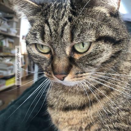 Photo 1/1 Chat retrouvé Perdu à Paris