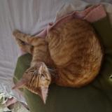 Photo de chat trouvé à Valserhone