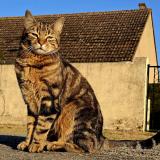 Photo de chat perdu à Marcheville