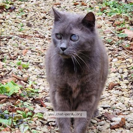 Photo 1/1 Chat trouvé Trouvé à Wattrelos