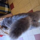 Photo de chat perdu à Marsangy