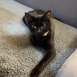 Photo de chat perdu à Paris