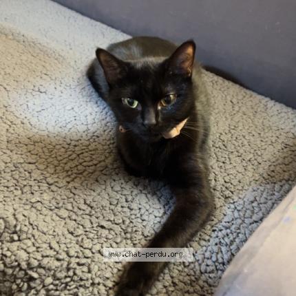 Photo 2/3 Moon Chat perdu à Paris