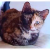 Photo de chat perdu à Bagneux