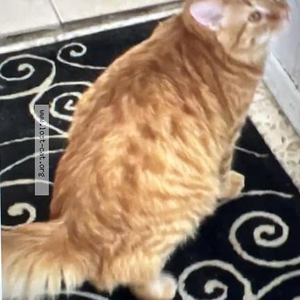 Photo 1/1 Boyboy Chat perdu à Tucson