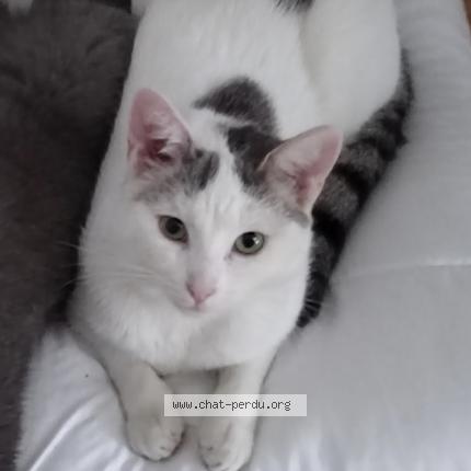 Photo 1/1 Chat retrouvé Perdu à Villepinte