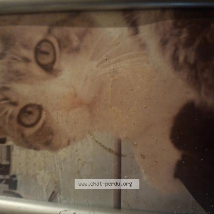 Photo 1/1 Tibad Chat perdu à Mazingarbe