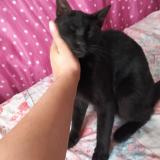 Photo de chat perdu à Progreso