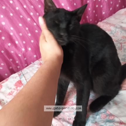 Photo 1/1 Ezio "Ardillita" Chat perdu à Progreso
