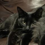 Photo de chat perdu à Englewood