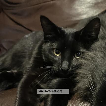 Photo 1/1 kiesha kiki Chat perdu à Englewood