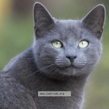 Photo 1/1 Chat trouvé Trouvé à Etobicoke