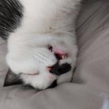 Photo de chat perdu à Rives De L Yon