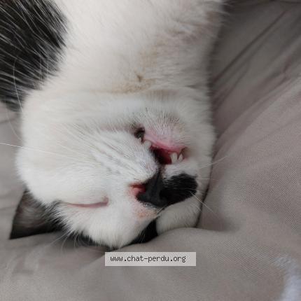 Photo 1/1 Kiki Chat perdu à Rives de l yon