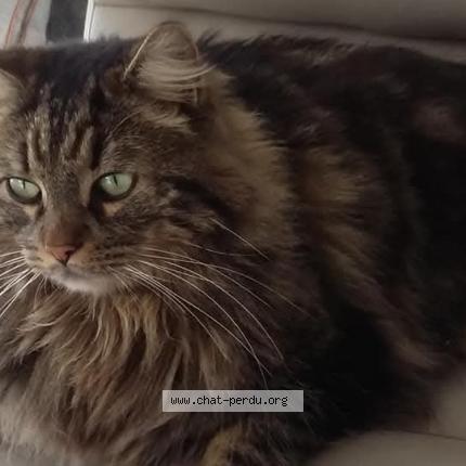 Photo 1/1 Bounty Chat perdu à Avon