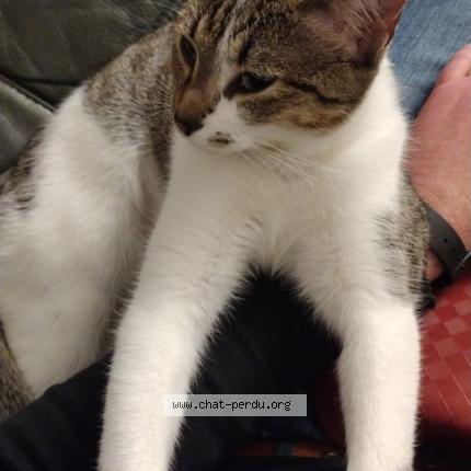 Photo 1/1 Chat retrouvé Perdu à Paris