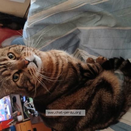 Photo 1/1 Chat retrouvé Perdu à Saint julien en genevois