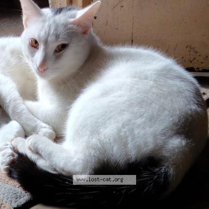 Photo 1/1 Gems Chat perdu à Pune