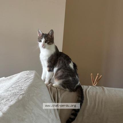 Photo 1/1 Chat retrouvé Perdu à Versailles