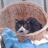 Photo de chat trouvé à Bourges