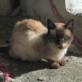 Photo de chat trouvé à Bastia