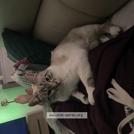 Photo 1/1 Chat retrouvé Perdu à Cusset
