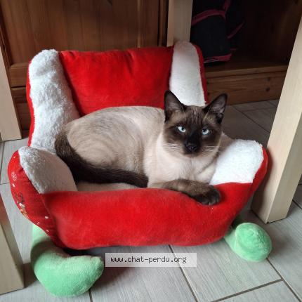 Photo 1/1 Cosmos Chat perdu à Nesle