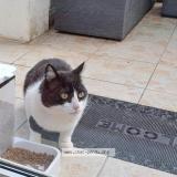 Photo de chat perdu à St Vallier De Thiey