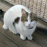 Photo de chat perdu à Le Teich