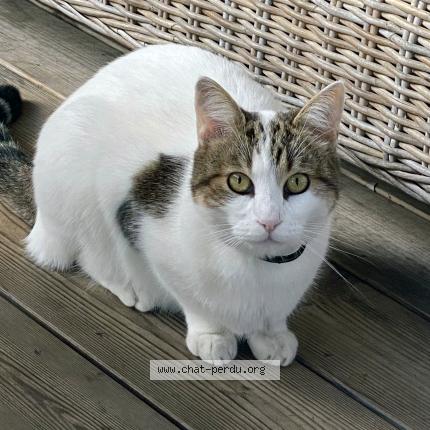 Photo 1/1 MICKEY Chat perdu à Le teich