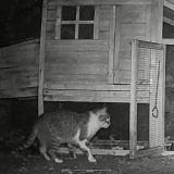 Photo de chat trouvé à Laroquebrou