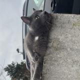 Photo de chat trouvé à La Madeleine
